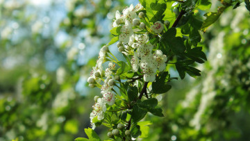 Картинка цветы цветущие+деревья+ +кустарники боярышник