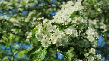Картинка цветы цветущие+деревья+ +кустарники боярышник