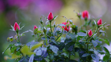 Картинка цветы розы алые бутоны куст капли