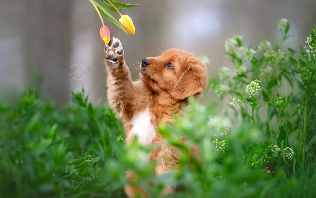 Обои картинки фото животные, собаки, собака