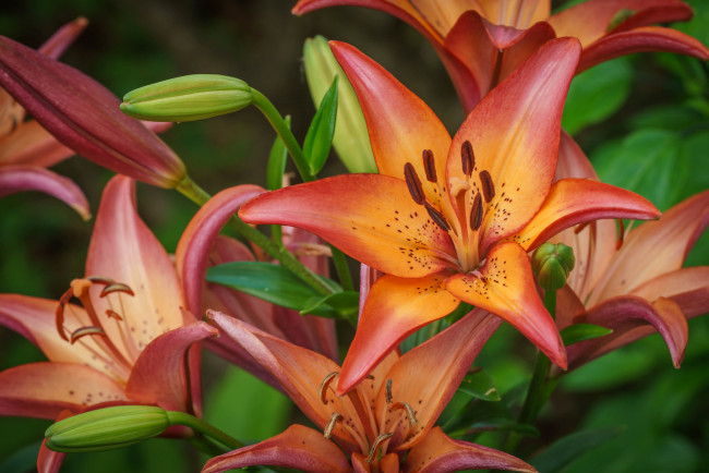 Обои картинки фото цветы, лилии,  лилейники