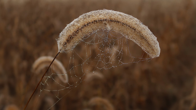 Обои картинки фото природа, макро, роса, трава