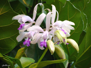 Картинка цветы орхидеи