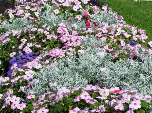 Картинка клумба цветы разные вместе