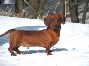 Картинка животные собаки