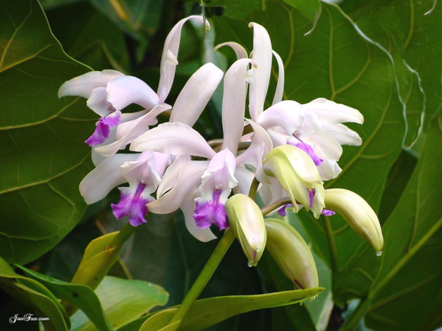 Обои картинки фото цветы, орхидеи