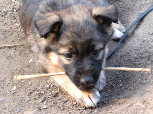 Картинка бака животные собаки