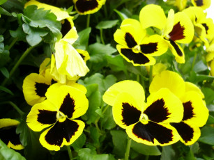 Картинка цветы анютины глазки садовые фиалки