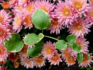 Картинка цветы хризантемы