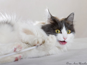 Картинка щитович анна масенькая животные коты