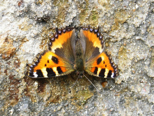 Картинка животные бабочки