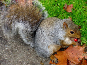 Картинка животные белки