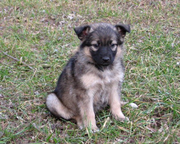 Обои картинки фото бака, животные, собаки