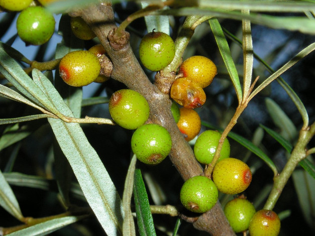 Обои картинки фото 