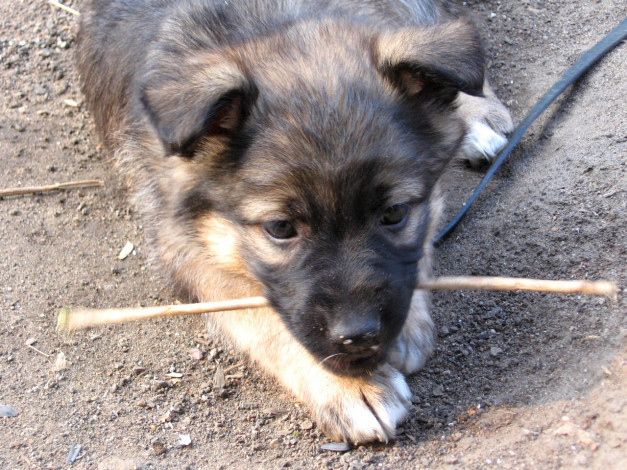 Обои картинки фото бака, животные, собаки