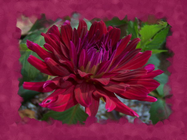 Обои картинки фото цветы, георгины