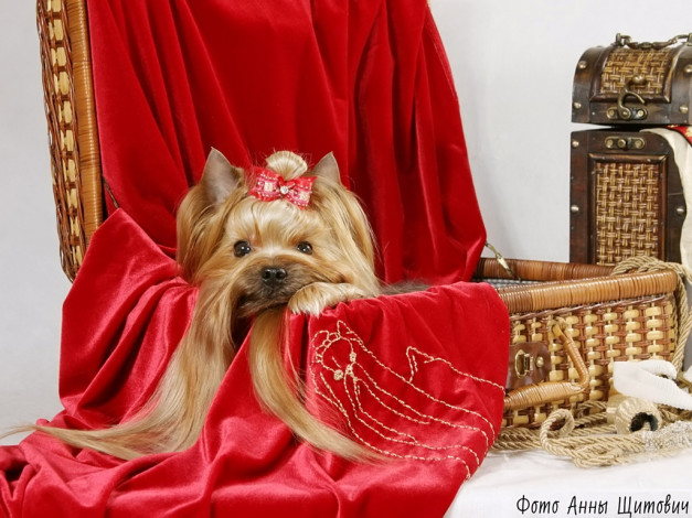 Обои картинки фото щитович, анна, дама, сдавала, багаж, животные, собаки