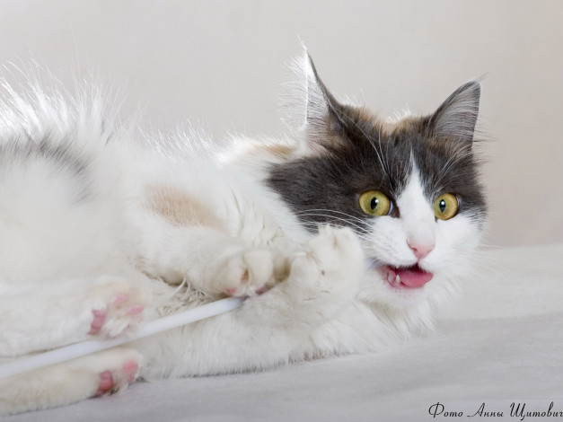 Обои картинки фото щитович, анна, масенькая, животные, коты