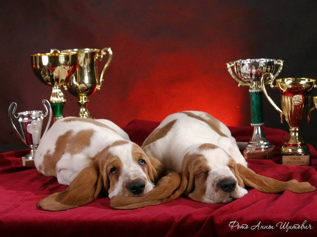 Обои картинки фото щитович, анна, после, завоеванных, побед, полагается, крепкий, сон, животные, собаки