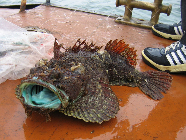 Обои картинки фото сергей, радож, Чудо, юдо, рыба, кит, животные, рыбы