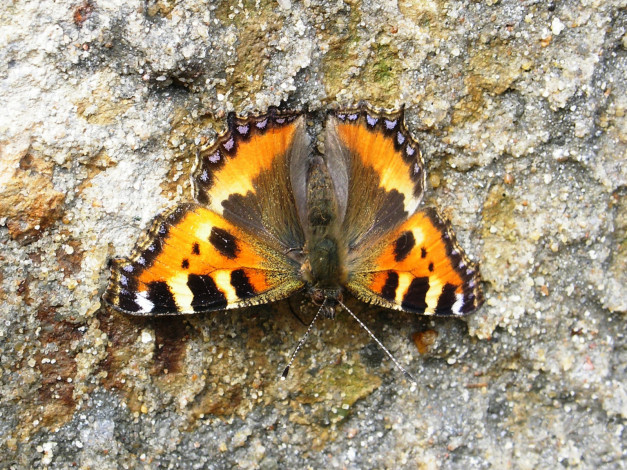 Обои картинки фото животные, бабочки