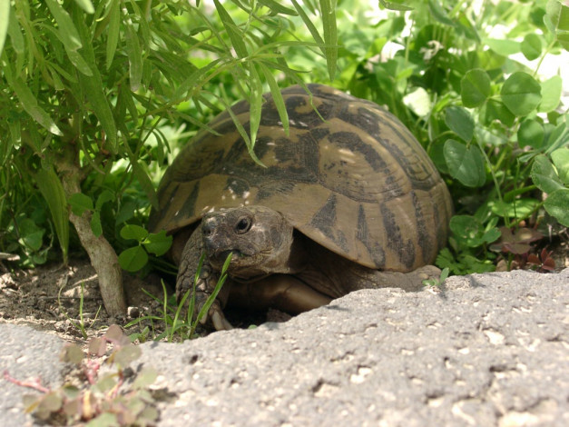 Обои картинки фото животные, Черепахи