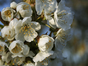 Картинка цветы цветущие деревья кустарники