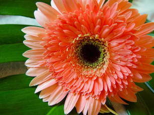 Картинка цветы герберы