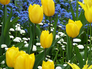 Картинка цветы разные вместе