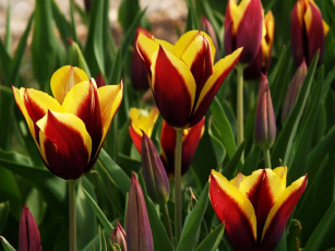 Картинка цветы тюльпаны