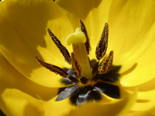 Картинка цветы тюльпаны