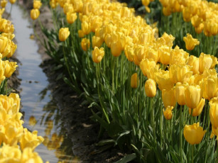 Картинка цветы тюльпаны