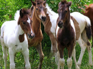 Картинка животные лошади