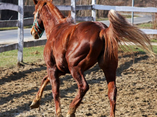 Картинка животные лошади