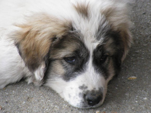 Картинка животные собаки