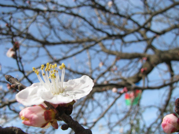 Обои картинки фото цветы, цветущие, деревья, кустарники