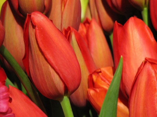 Обои картинки фото цветы, тюльпаны