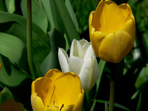 Обои картинки фото цветы, тюльпаны
