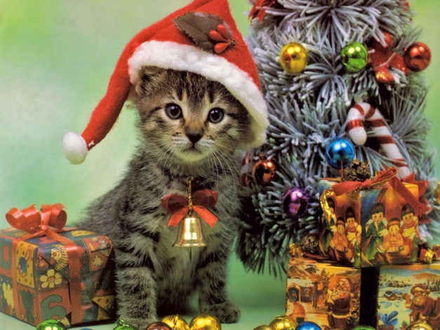 Обои картинки фото животные, коты