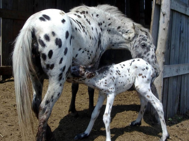 Обои картинки фото животные, лошади