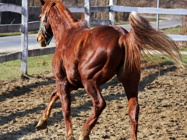 Обои картинки фото животные, лошади