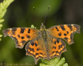 Картинка животные бабочки