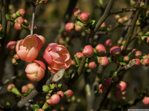 Картинка цветы айва