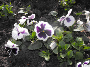 Картинка цветы анютины глазки садовые фиалки