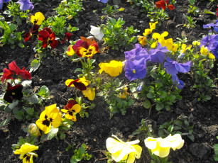 Картинка цветы анютины глазки садовые фиалки