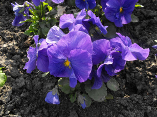 Картинка цветы анютины глазки садовые фиалки