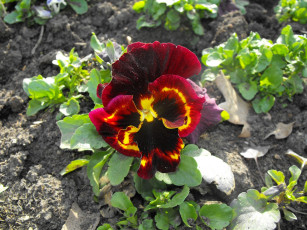 Картинка цветы анютины глазки садовые фиалки