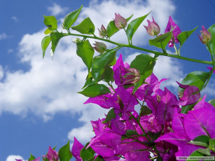 Картинка цветы бугенвиллея