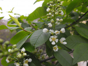 Картинка цветы цветущие деревья кустарники