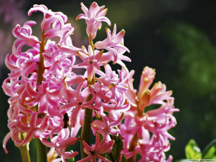 Картинка цветы гиацинты